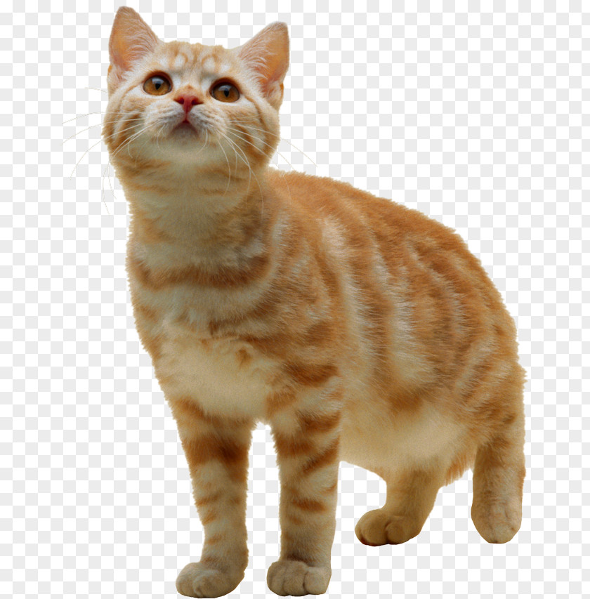 Kitten Birman Ragdoll Turkish Van Siamese Cat PNG