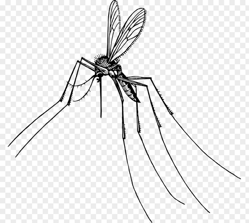 Mosquito Clip Art Wikiclipart Insect Gnat PNG