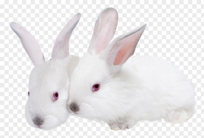 Rabbit Hare Domestic Mammal Animal PNG