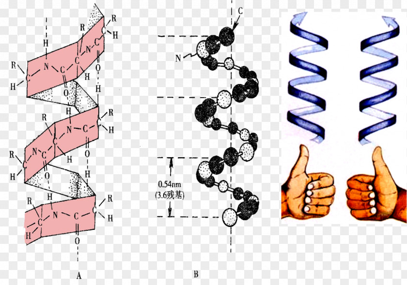 Atomo Stamp Helix Protein Secondary Structure Peptide Amino Acid PNG