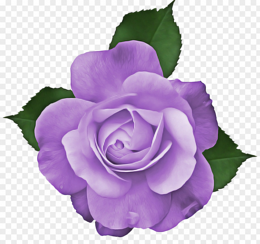 Garden Roses Plant PNG
