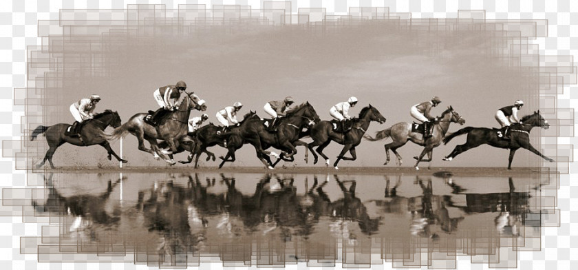 Mustang Lalehzar, Kerman Kūh-e Lālehzār Equestrian Horse Harnesses PNG