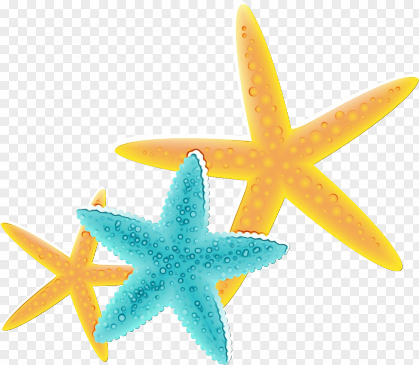 Star Marine Invertebrates Starfish PNG