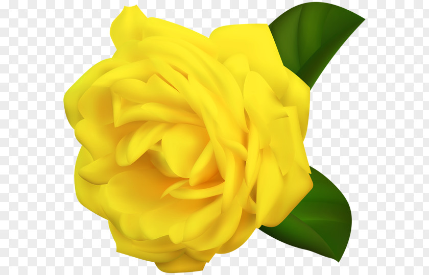 Yellow Rose Desktop Wallpaper Clip Art PNG