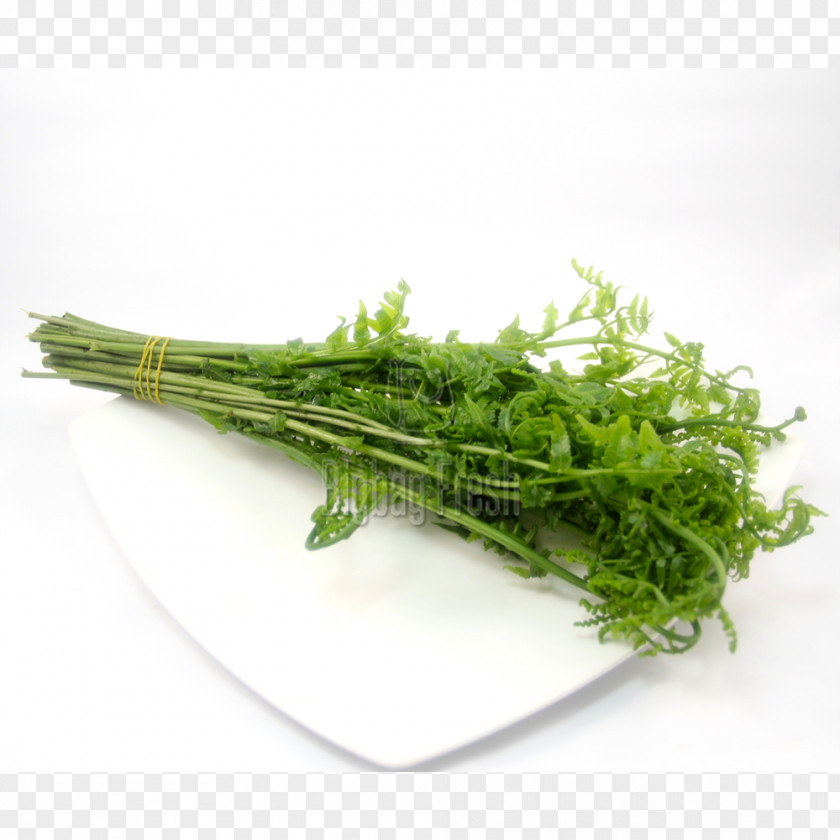 Coriander Leaves Spinach Herb Rapini Fennel PNG