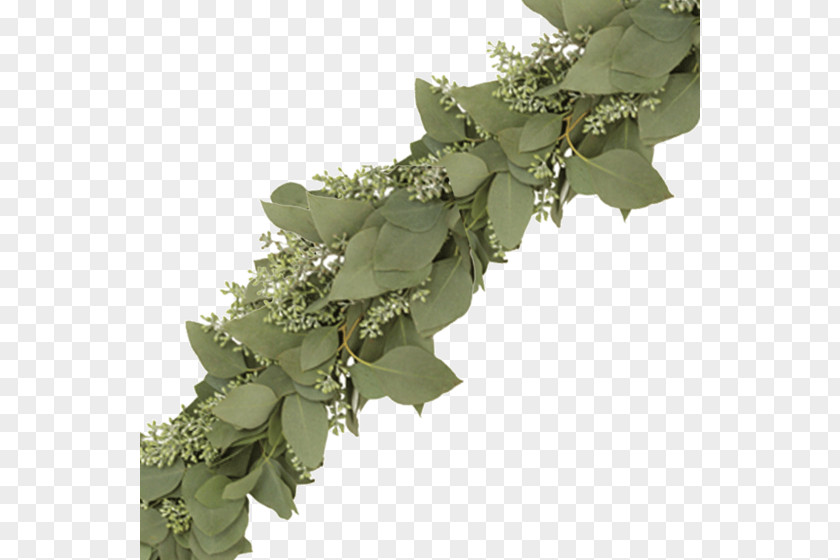 Eucalyptus Garland Cinerea Cut Flowers Plants Leaf PNG