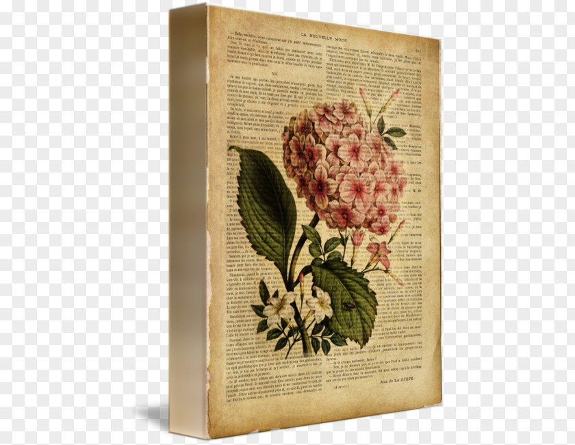 Old Book Page French Hydrangea Botanical Illustration Flower Drawing Floral Design PNG