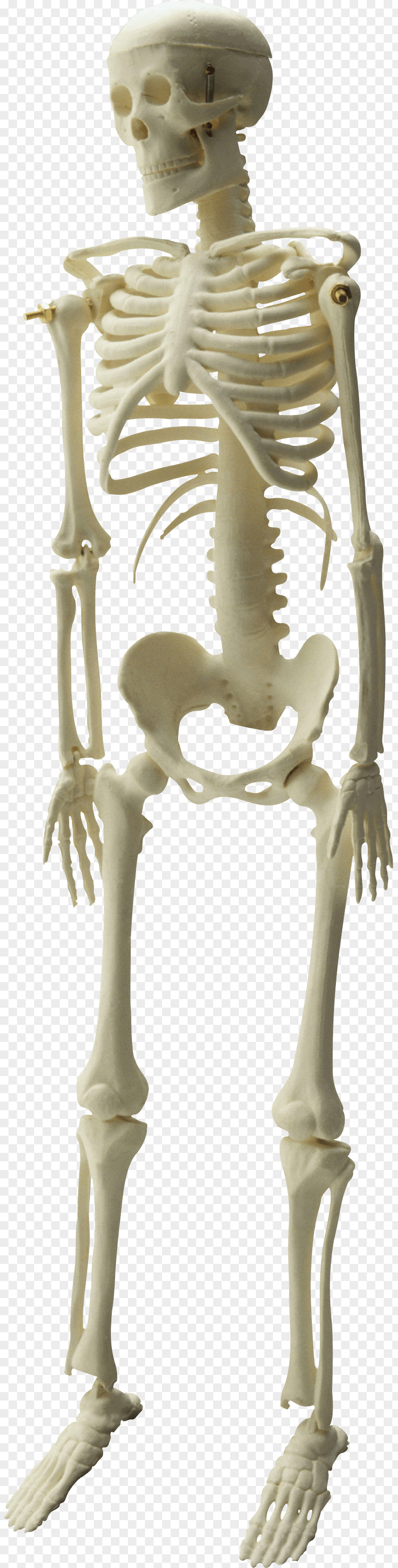 Skeleton Image File Formats Clip Art PNG