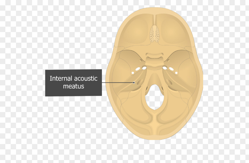 Skull Petrous Part Of The Temporal Bone Internal Auditory Meatus PNG