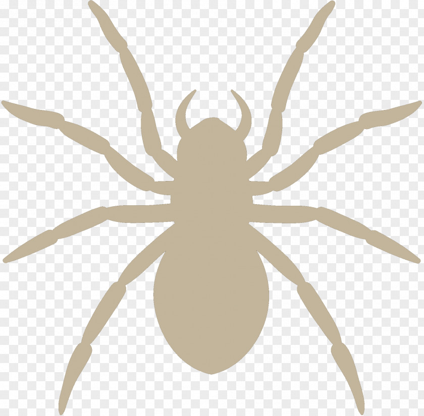 Wolf Spider Silhouette Image Photography PNG