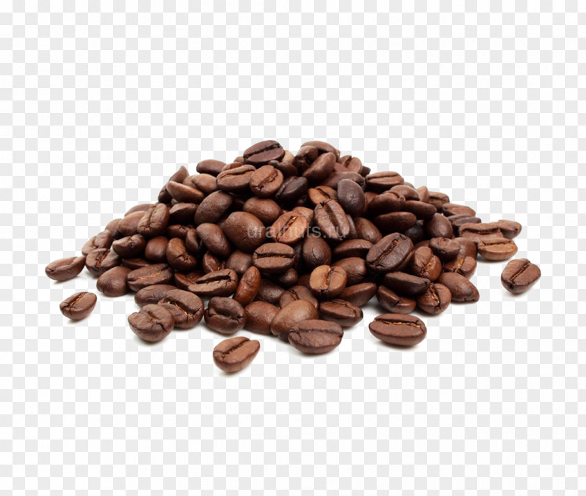 Coffee Bean Cafe Jamaican Blue Mountain Single-origin PNG