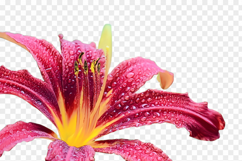 Lily Family Pollen Flower Flowering Plant Petal PNG