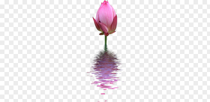 Lotus PNG Lotus,flowers,flowers clipart PNG