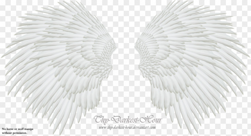 Wing,Angel Wings,Real White Black Pattern PNG