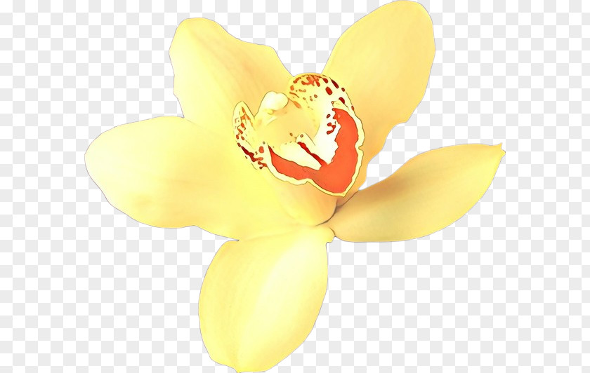 Yellow Petal Flower Plant Moth Orchid PNG