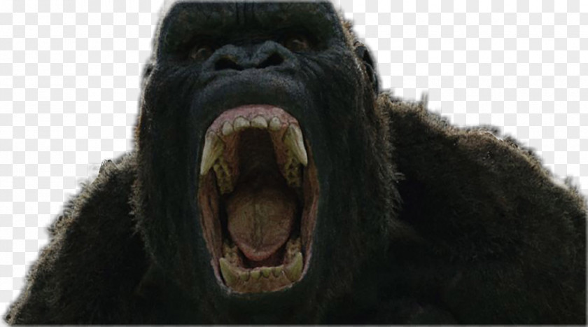 Youtube Common Chimpanzee Western Gorilla King Kong YouTube Godzilla PNG