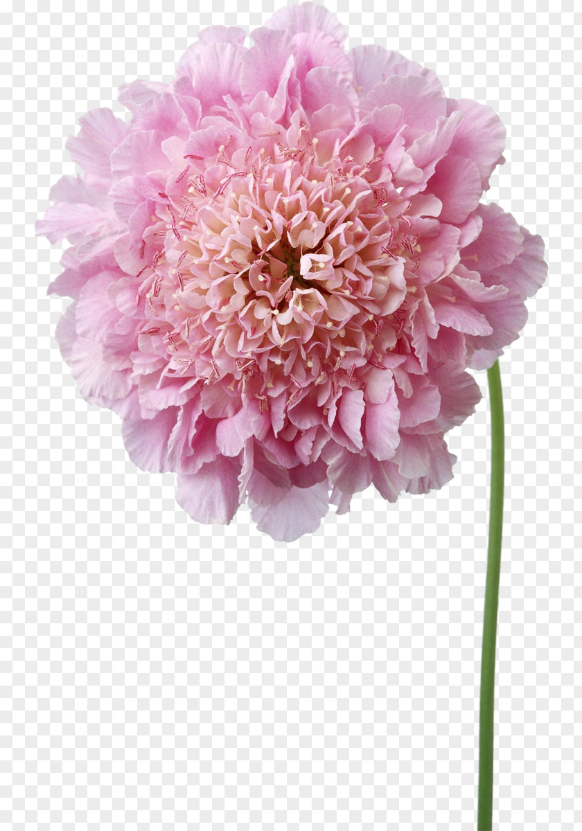 Peony Pink Flowers Photography PNG