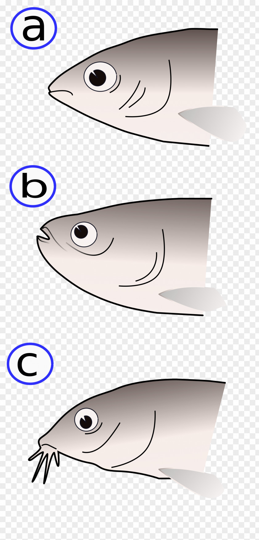 Seahorse Bony Fishes Fish Anatomy Fischmaul PNG