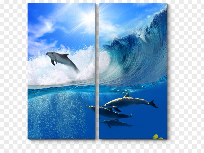 Dolphin Common Bottlenose Desktop Wallpaper PNG