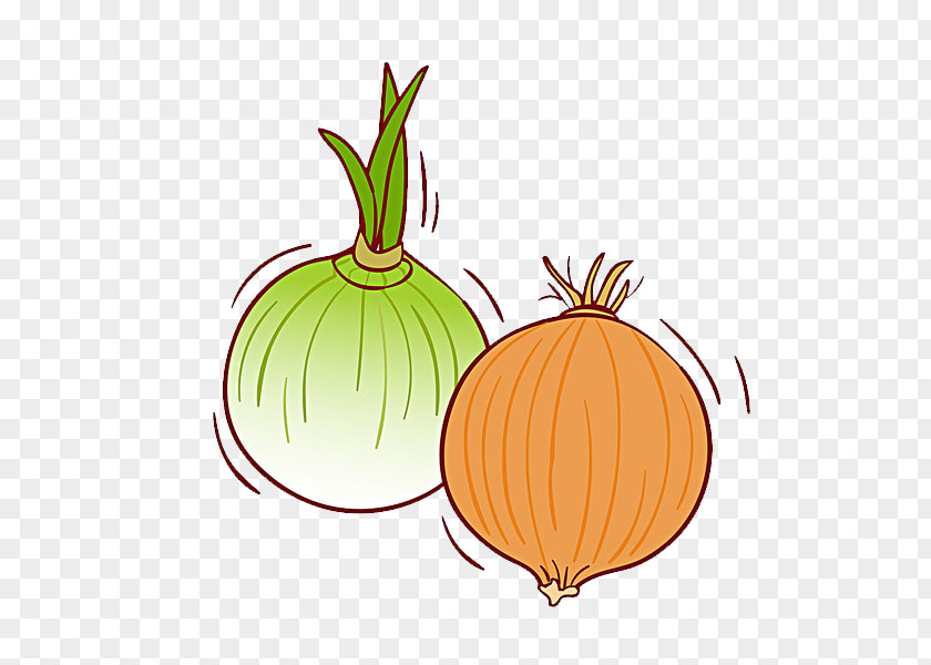 Garlic Calabaza Pumpkin Onion Vegetable Illustration PNG
