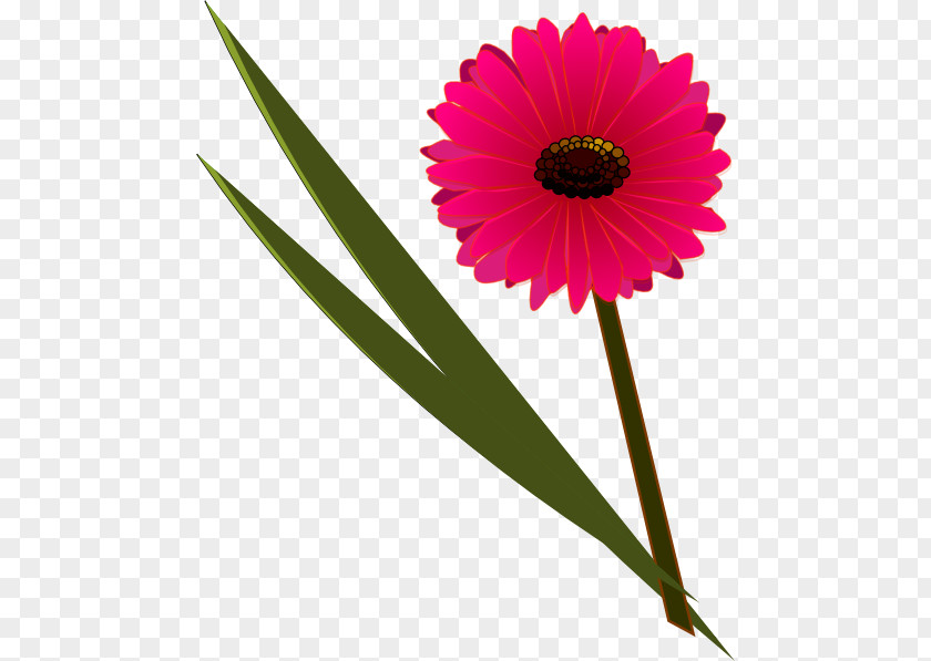 Genesis Flower Clip Art Floral Design Transvaal Daisy Petal PNG