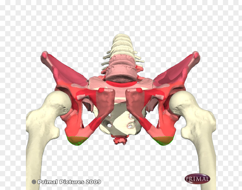 Hip Fracture Ischium Ischial Tuberosity Pelvis Spine Avulsion PNG