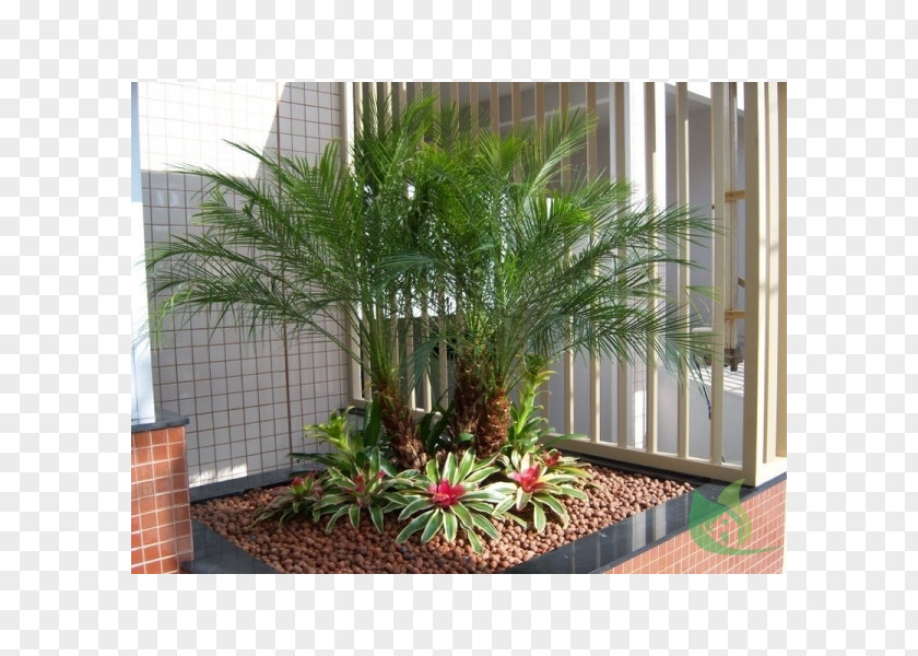 House Arecaceae Garden Sago Palm Rhapis Excelsa Ravenala Madagascariensis PNG
