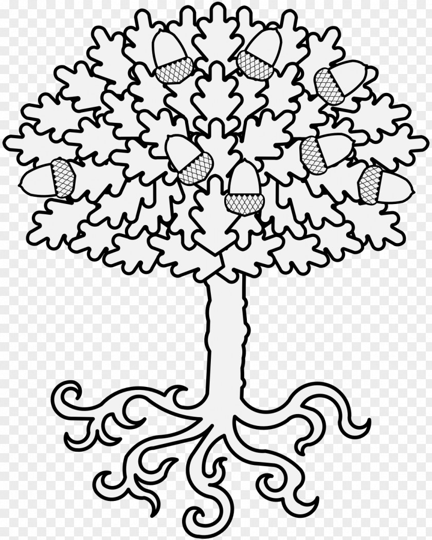 Oak Line Art Drawing Tree Clip PNG