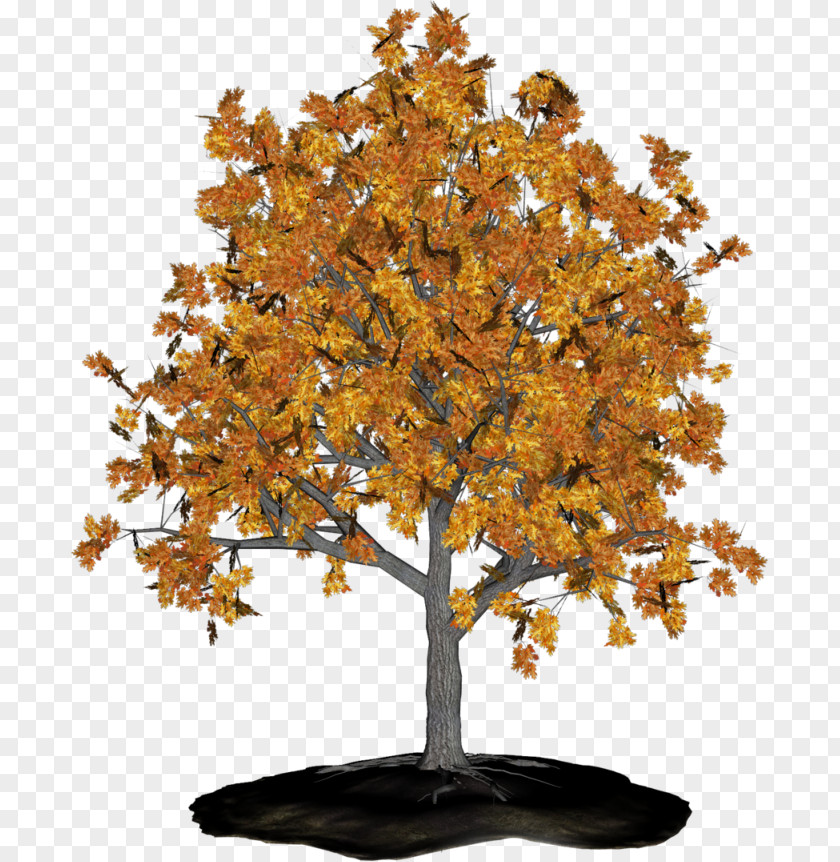 Tree Branch Sweetgums Maple Aastarõngad PNG