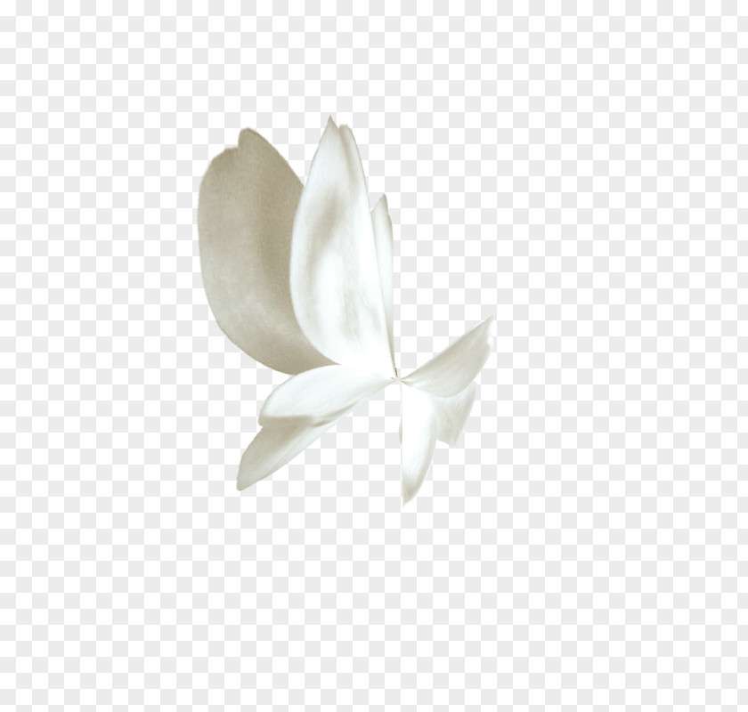 White Butterfly Gratis PNG