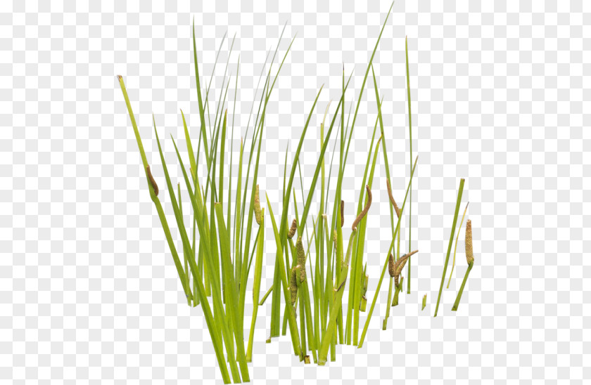Aquatic Plants Cattail Grasses PNG