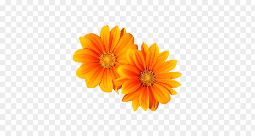 Flower Transvaal Daisy Orange Clip Art PNG