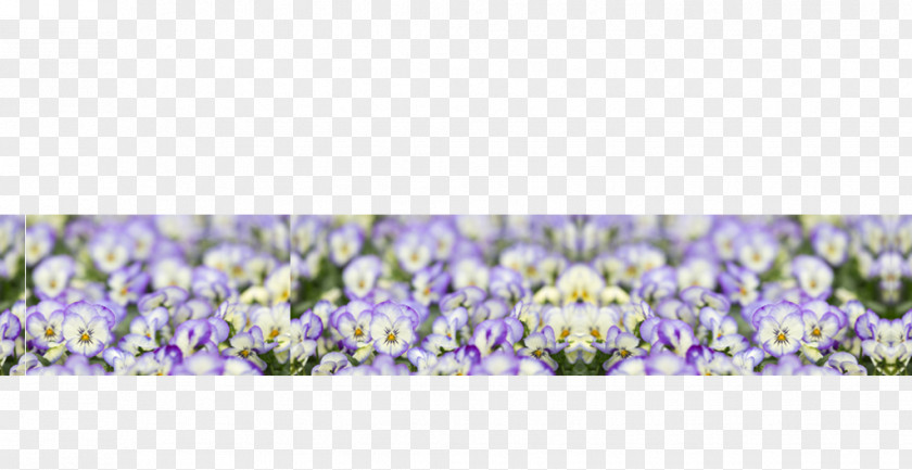 Geschenkegarten English Lavender Family Violet PNG