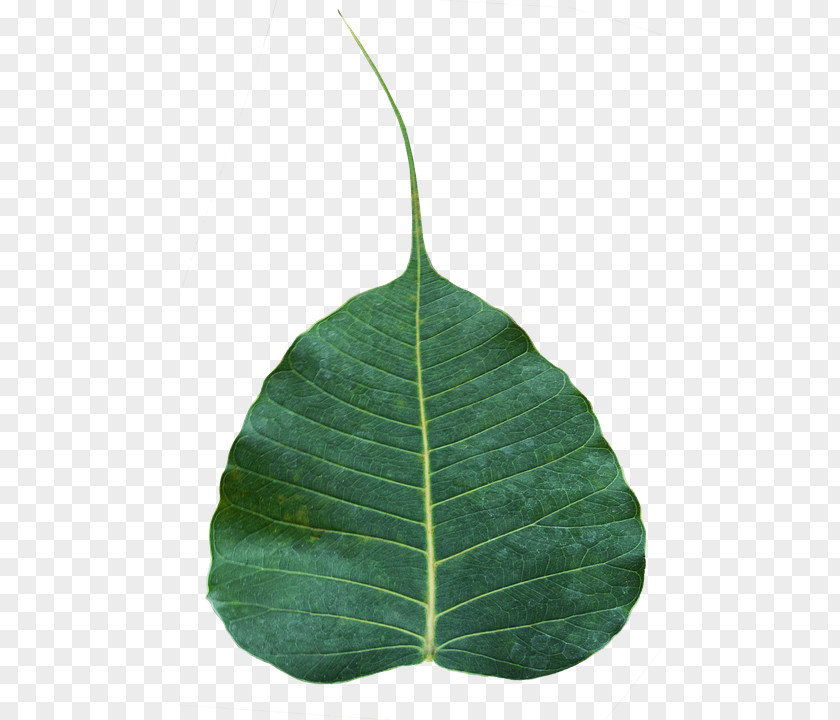 Leaf Sacred Fig Bodhi Tree Banyan Rubber PNG