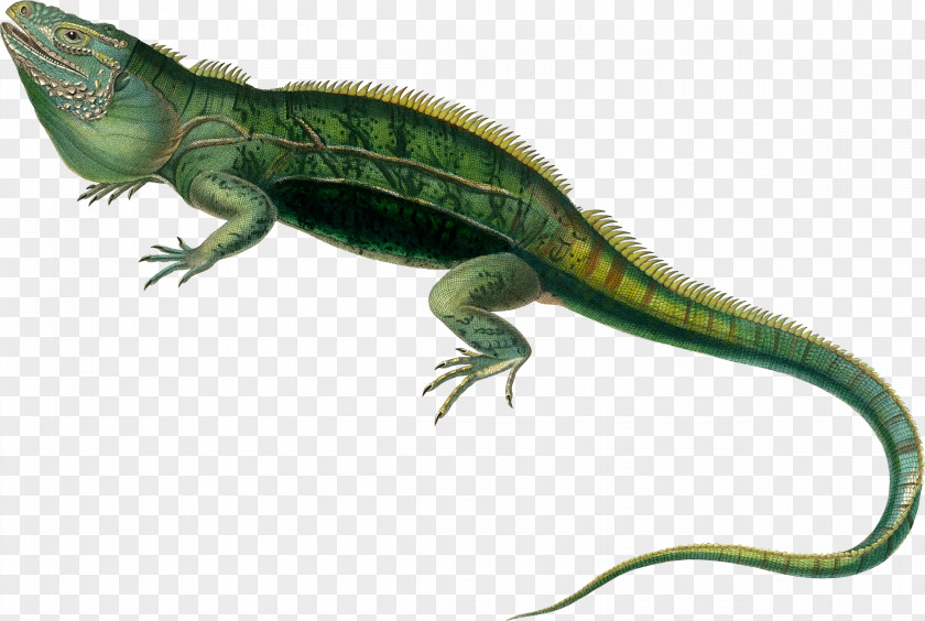 Lizard Agamas Lacertids Reptile Green Iguana PNG