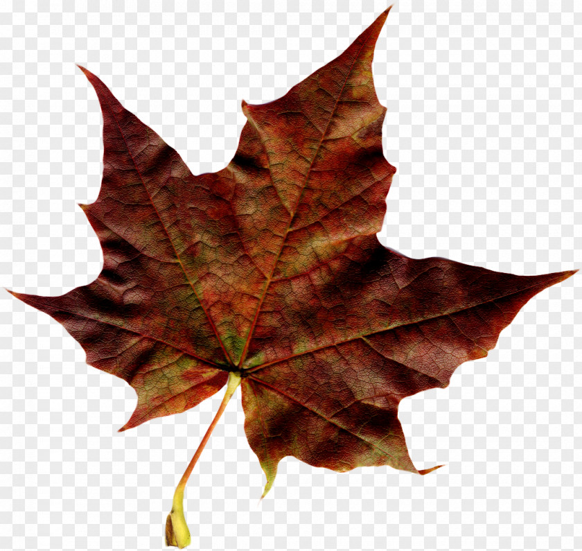 Orange Maple Leaf Autumn PNG