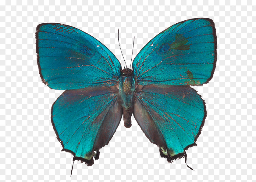 Riodinidae Wing Butterfly PNG