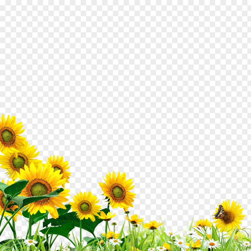 Sunflower Hand Material Common Yellow Graphic Design PNG