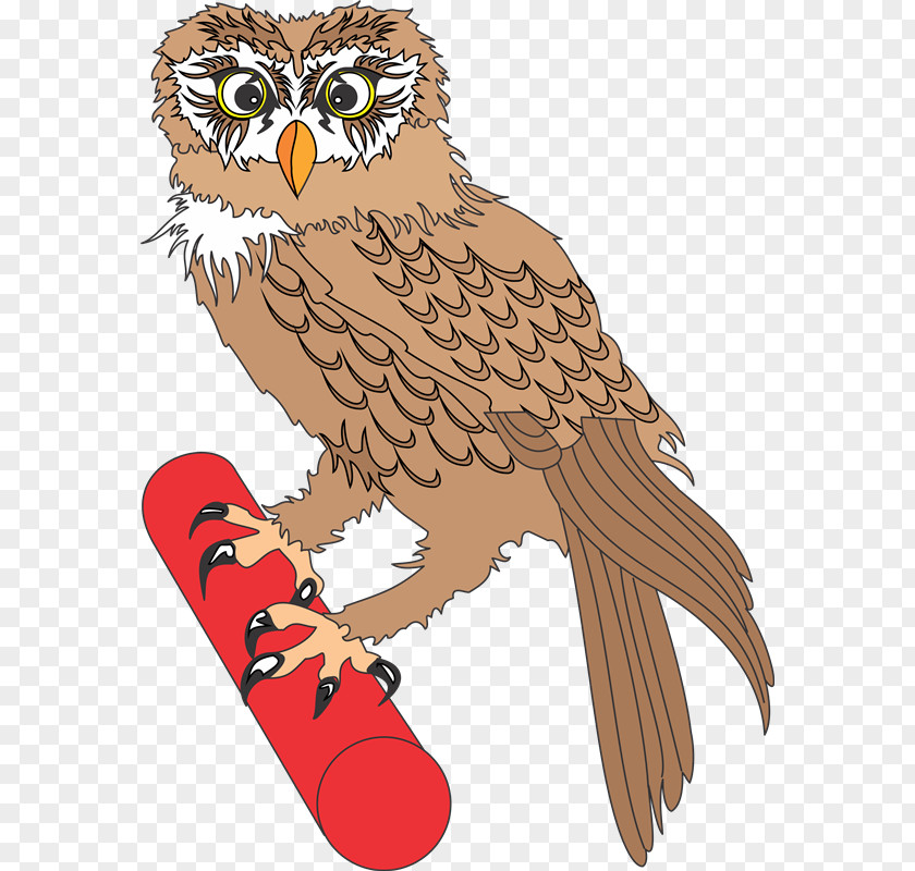Aves Owl Photography Animaatio Clip Art PNG