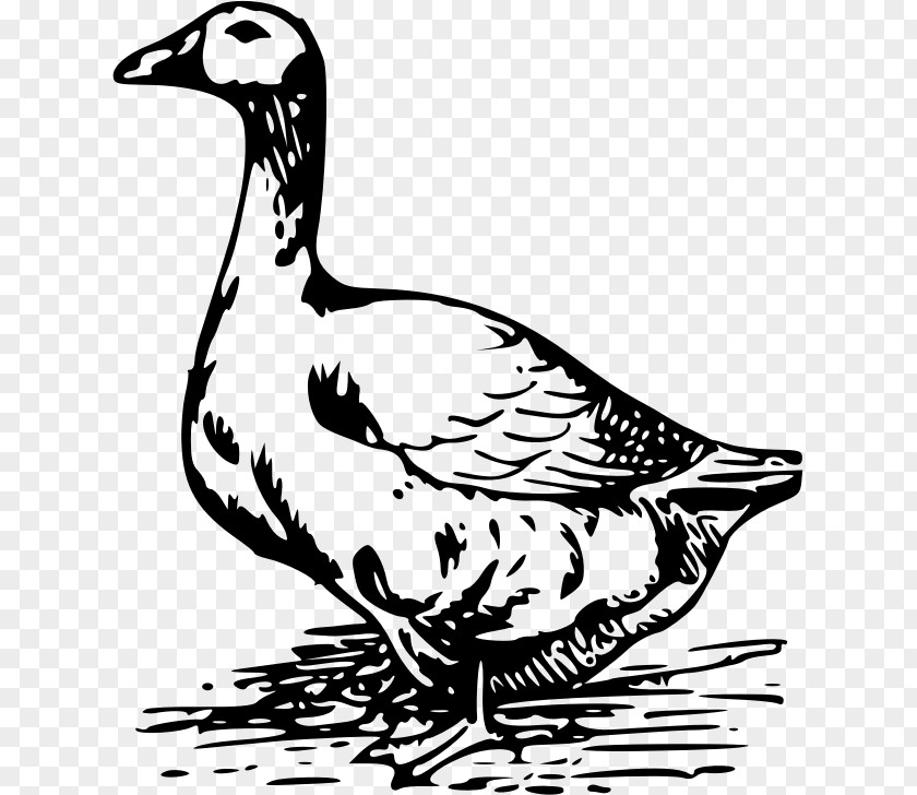 Biology Vector Swan Goose Duck Bird Clip Art PNG