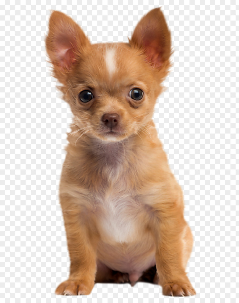 Dog Puppy Chihuahua Skin Nose PNG
