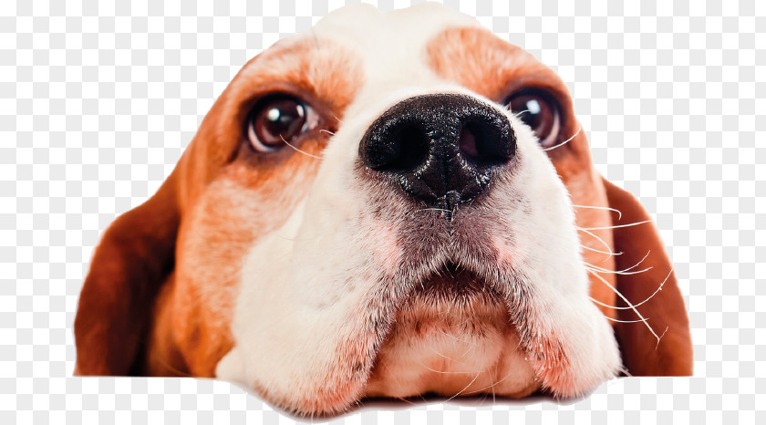 Puppy Beagle Pet Sitting Dog Daycare PNG