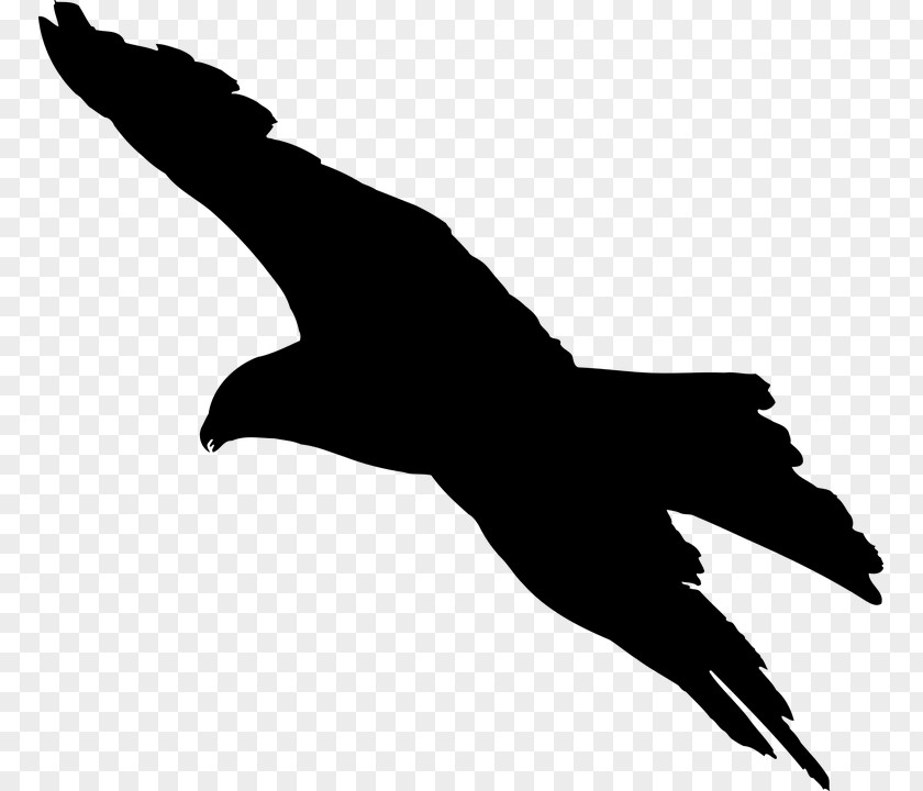 Seabird Falconiformes Bird Silhouette PNG