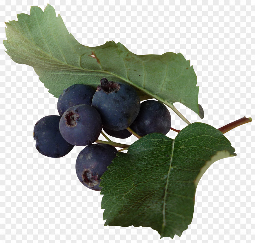 Blueberry Leaves Grape Bilberry Redcurrant PNG