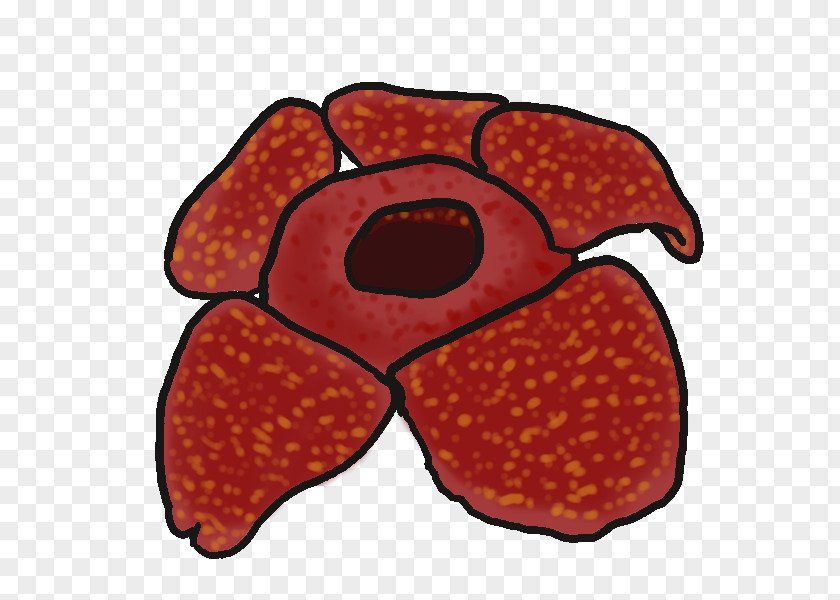 Emit Cliparts Rafflesia Arnoldii Drawing Cantleyi Clip Art PNG