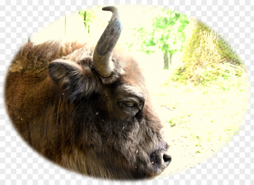 Goat Cattle Wildlife Terrestrial Animal Snout PNG