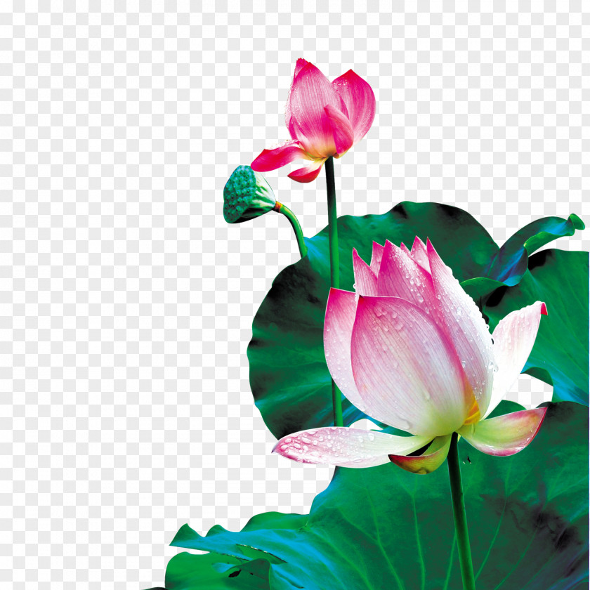 Lotus Leaf Creative Background Decoration China Wallpaper PNG