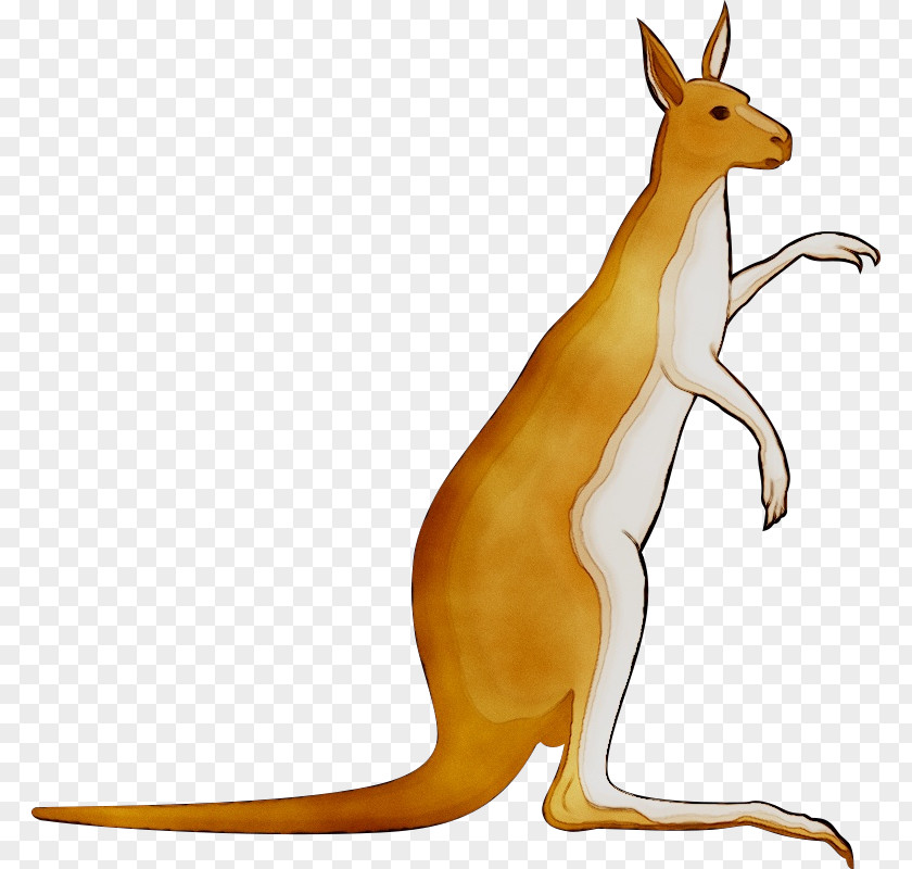 Macropods Kangaroo Vector Graphics Euclidean Image PNG