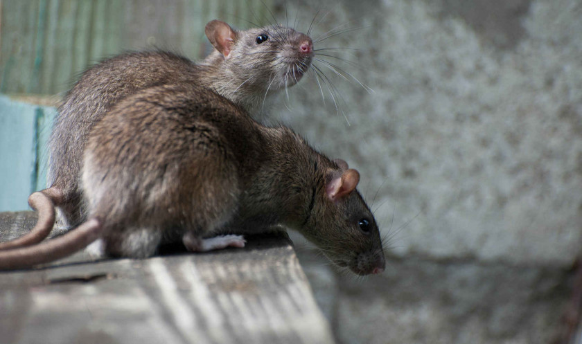 Rat & Mouse Brown Rats In New York City Black Rodent PNG