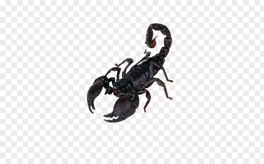 Scorpion Pictures Clip Art PNG